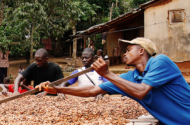 Kakaobauern bei der Arbeit