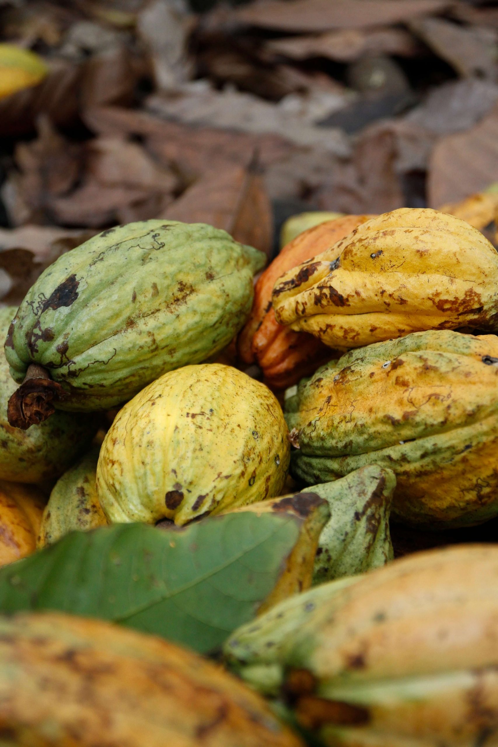 Kakaofrüchte und Pflanzen